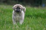 KANGAL 190